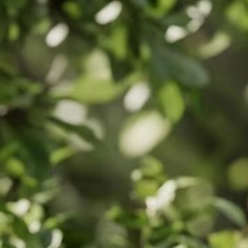 เซ็นเซอร์วัดปริมาณน้ำฝนอัจฉริย - Smart Garden Devices บทวิจารณ์และราคา